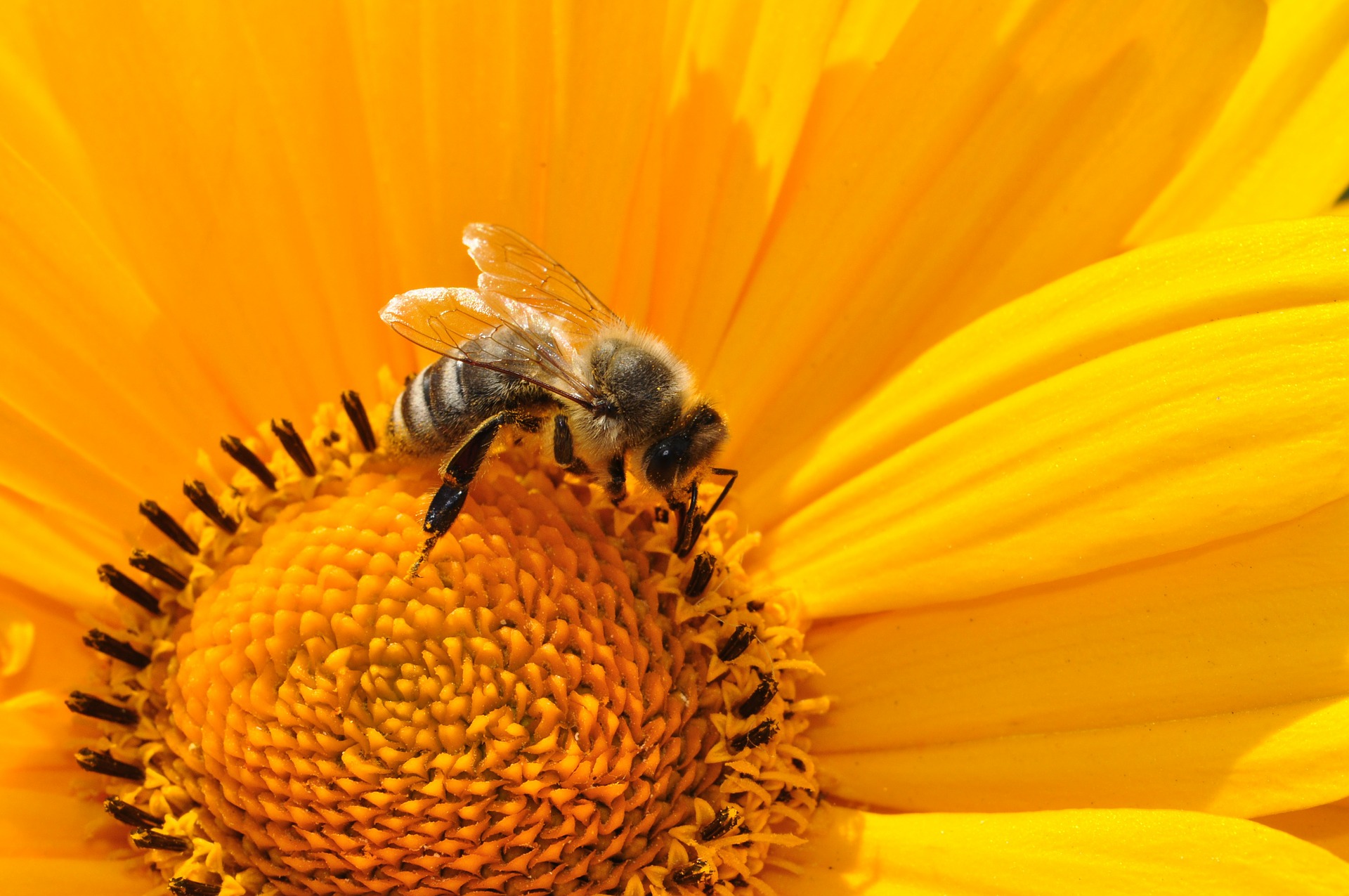 Канадські інспектори завершили роботу в Україні з оцінки сфери бджільництва